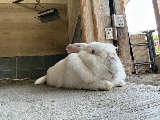 涼んでいるウサギの画像
