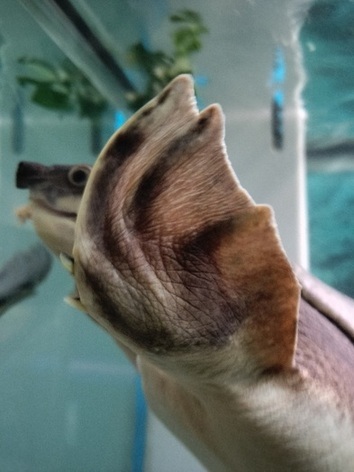 前肢の写真