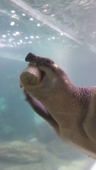バナナを食べる写真