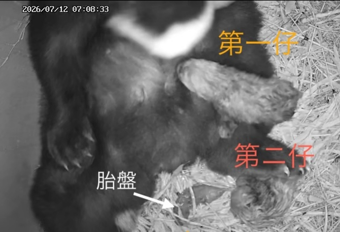 出産後のレッサーパンダの画像