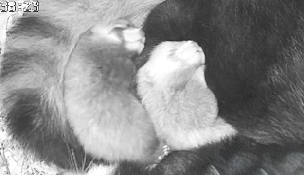 レッサーパンダの赤ちゃんの画像