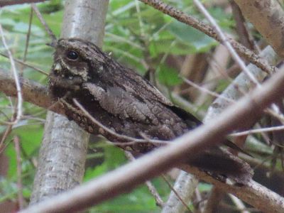 写真：木の枝に止まる茶色の鳥