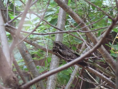 写真：木の枝のコブのように見えるヨタカ