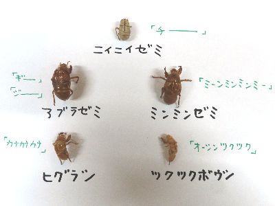 写真：抜け殻を紙に並べ、名前を書いたもの
