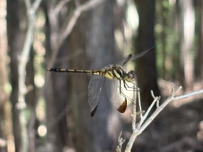 写真：枝に止まるノシメトンボ