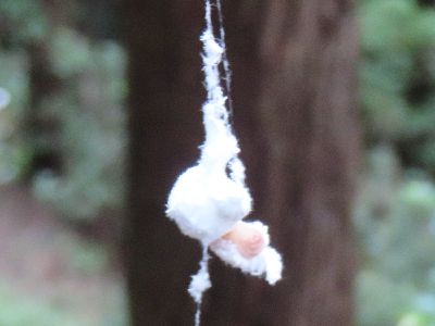 写真：白いふわふわの中には、薄茶色の幼虫