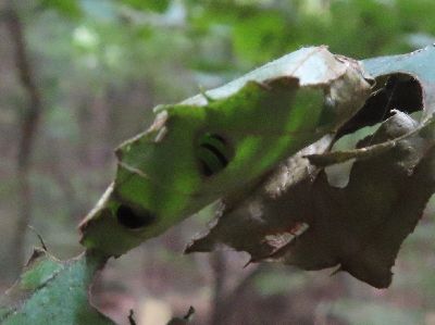 写真：穴から巣の中にいる幼虫の姿が見えている