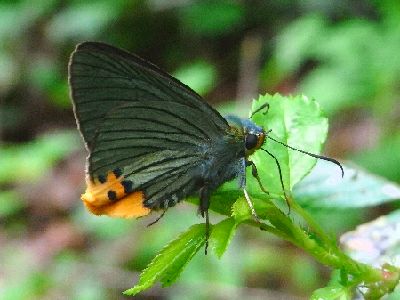 写真：アオバセセリの成虫