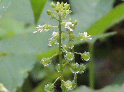 写真：ミズタマソウの花と実