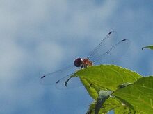 写真:青空をバックに葉に止まる赤いトンボ