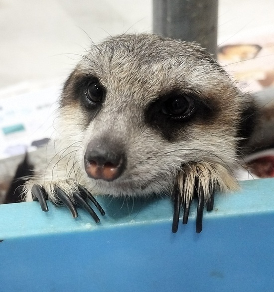 ミーアキャット「かぼす」の写真