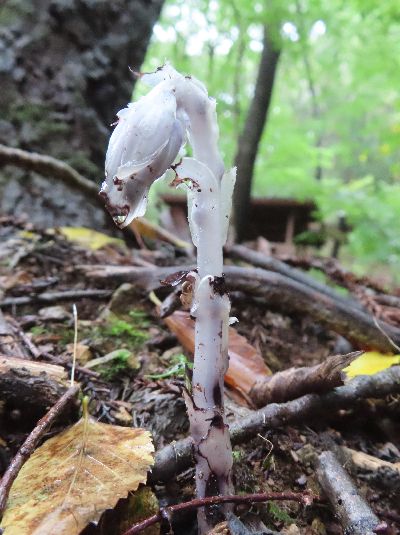 写真：ギンリョウソウモドキ