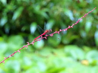 写真：赤いミズヒキの茎に止まる赤トンボ