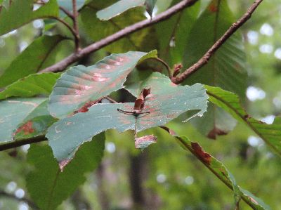 写真：アワブキの木にいるスミナガシの幼虫