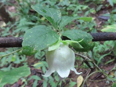 写真：ツリガネニンジンの白く輝く花