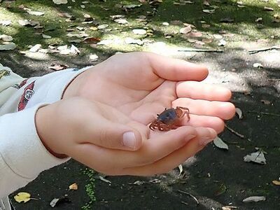 写真:子供が手のひらに小さなサワガニをのせている様子
