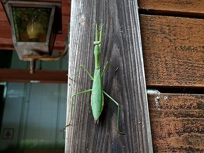 写真:ネイチャーセンターの外壁にたかっている大きなカマキリ