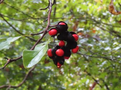 写真:焦げ茶色の実が裂けて赤い種子が目立つ