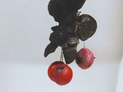 写真:赤い種子が糸でつながってぶら下がる