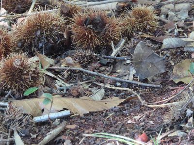 写真：栗や落ち葉の落ちている地面にいる蝶