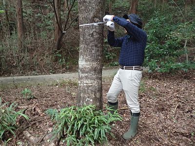 写真:調査地に生える樹木の幹周りをメジャーで測る参加者