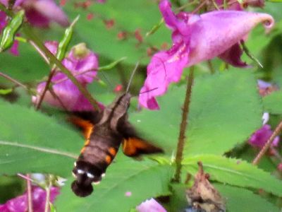 写真：花の周りで口吻を伸ばす様子