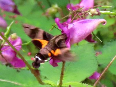 写真：蜜を吸っている様子