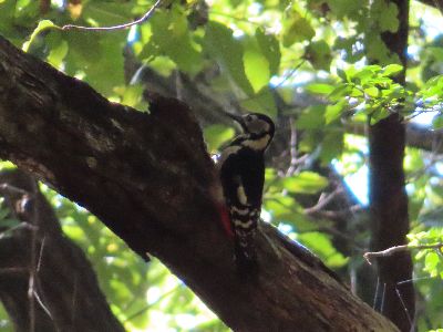 夏二重紗小紋、黒裏赤、葉っぱ、鳥見たいな柄入 桐生自然観察の森 最近の園内情報｜桐生市ホームページ