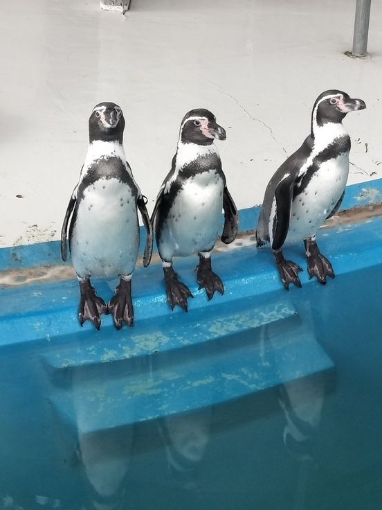 数羽のフンボルトペンギンの写真
