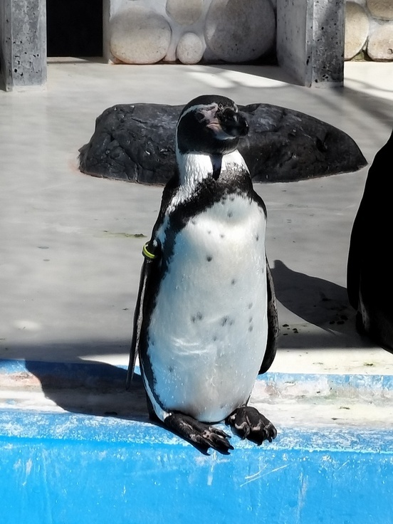 フンボルトペンギン正面写真