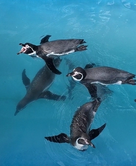 フンボルトペンギンの泳ぐ姿の写真