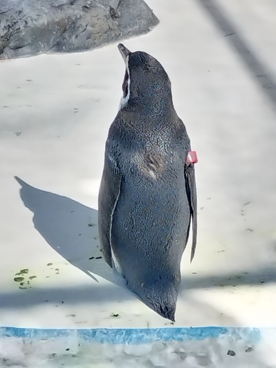 フンボルトペンギンの後ろ姿の写真